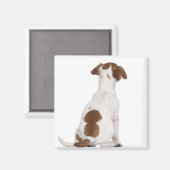 Aimant Chiot Jack Russell Terrier (3 mois) (Recto/Verso)