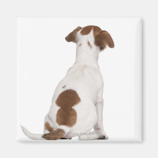 Aimant Chiot Jack Russell Terrier (3 mois) (Devant)