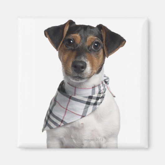 Aimant Chiot Jack Russell Terrier (4 mois) (Devant)