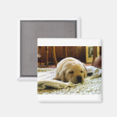 Aimant chiot jaune 2 labo (Recto/Verso)