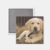 Aimant Chiot Labrador Retriever (Recto/Verso)