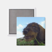 Aimant Chiot malicieux Dachshund (Recto/Verso)