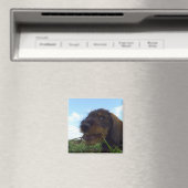 Aimant Chiot malicieux Dachshund (In Situ (Lave-vaisselle))