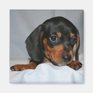 Aimant Chiot noir/Brown de teckel