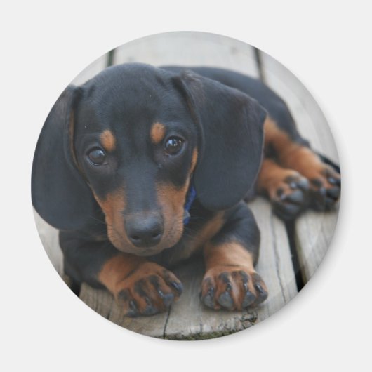 Aimant Chiot noir Dachshund (Devant)