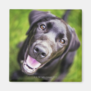 Aimant Chiot noir de Labrador regardant vers le haut,