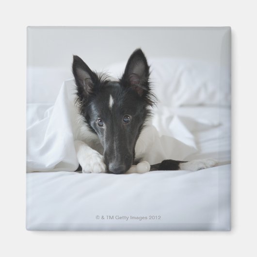 Aimant Chiot noir et blanc dans le lit avec os (Devant)