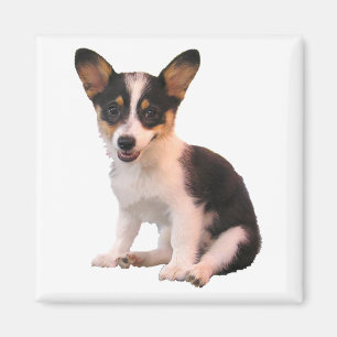 Aimant Chiot se reposant de corgi de Gallois de cardigan