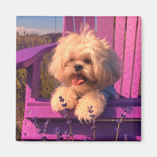 Aimant Chiot Shih Tzu Heureux en Relaxation (Jours de Chi