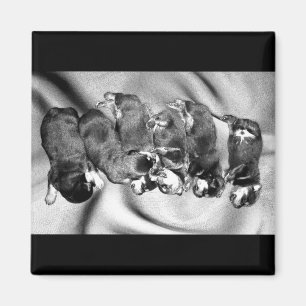 Aimant chiots à tête blanche