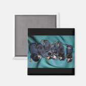 Aimant chiots à tête blanche (Recto/Verso)