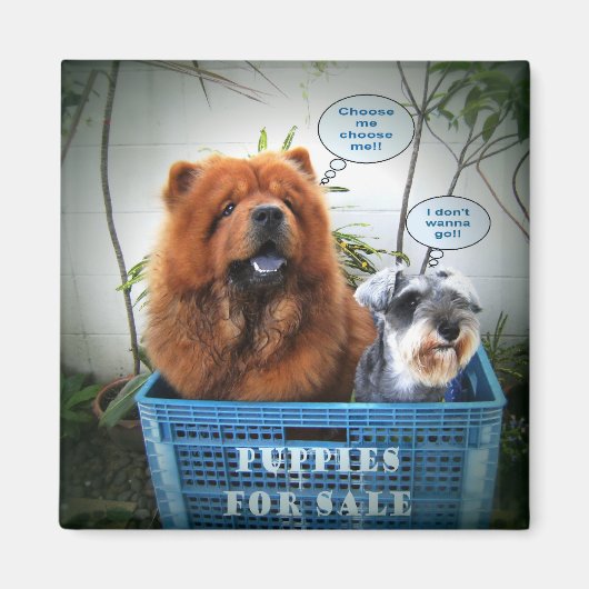 Aimant Chiots à vendre (Devant)