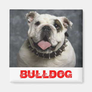 Aimant Chiots Bouledogue Anglais Amour