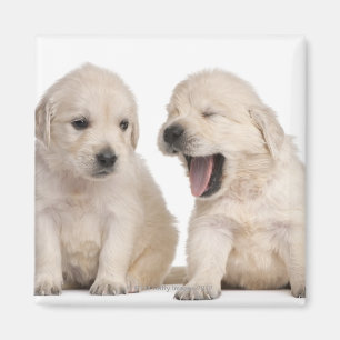 Aimant Chiots de golden retriever (4 semaines de)