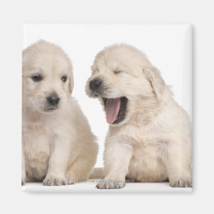 Aimant Chiots de golden retriever (4 semaines de)