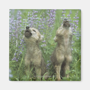 Aimant Chiots de loup hurlant dans le pré