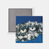 Aimant Chiots de Schnauzer miniatures (Recto/Verso)
