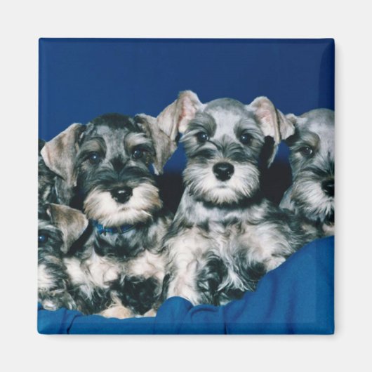 Aimant Chiots de Schnauzer miniatures (Devant)