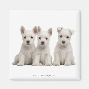 Aimant Chiots des montagnes occidentaux de Terrier (7