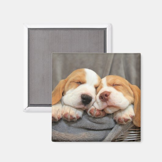 Aimant Chiots endormis (Recto/Verso)