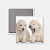 Aimant Chiots Golden Retriever (4 semaines) (Recto/Verso)