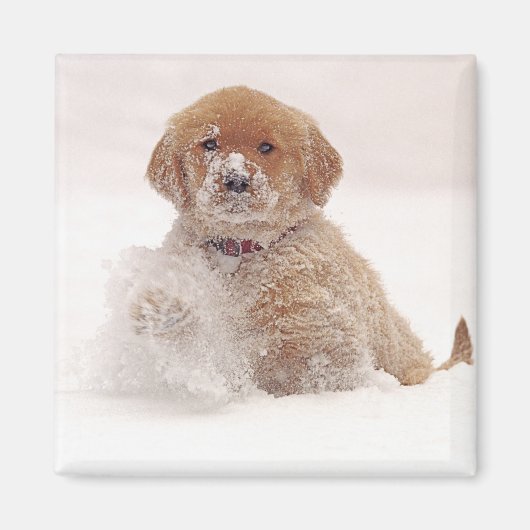 Aimant Chiots Retriever doré dans la neige (Devant)