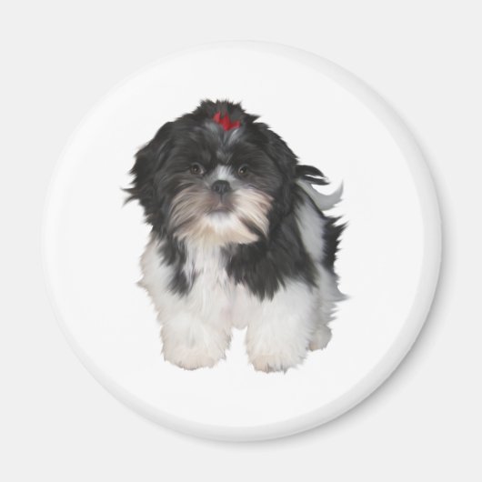 Aimant Chiots Shitzu Shih Tzu (Devant)
