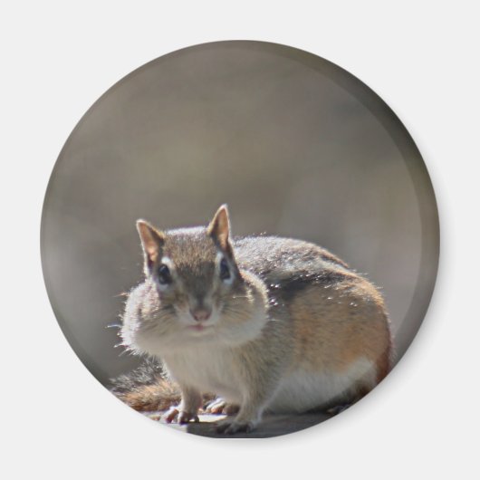 Aimant Chipmunk (Devant)