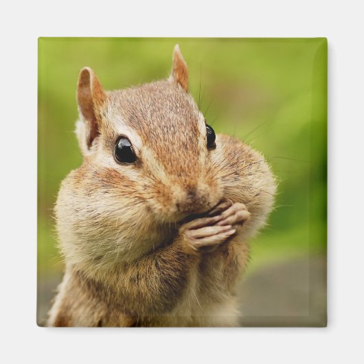Aimant Chipmunk (Devant)