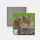Aimant Chipmunk (Recto/Verso)