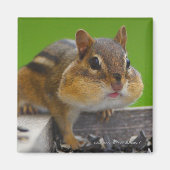 Aimant Chipmunk (Devant)