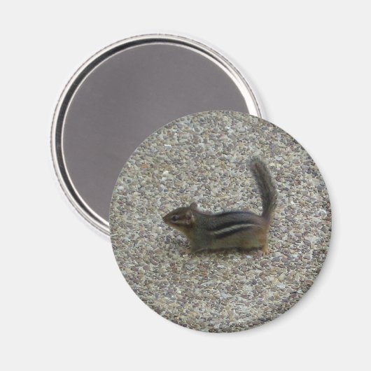 Aimant Chipmunk (Recto/Verso)