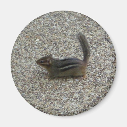 Aimant Chipmunk (Devant)