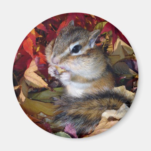 Aimant Chipmunk , Autumn (8) photo (Devant)