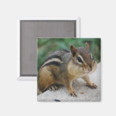 Aimant Chipmunk Cheeks (Recto/Verso)