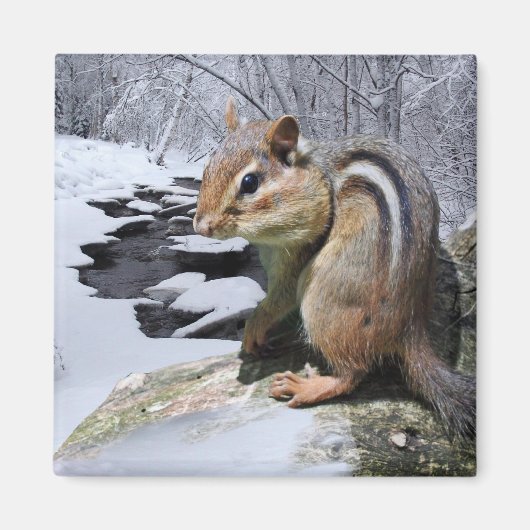 Aimant Chipmunk dans la neige (Devant)
