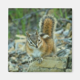 Aimant Chipmunk dans le parc national des Glaciers