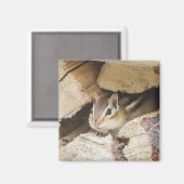 Aimant Chipmunk dans une pile de bois (Recto/Verso)