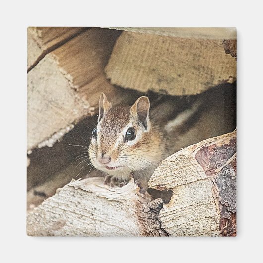 Aimant Chipmunk dans une pile de bois (Devant)