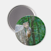 Aimant Chipmunk oriental sur Stump (Recto/Verso)