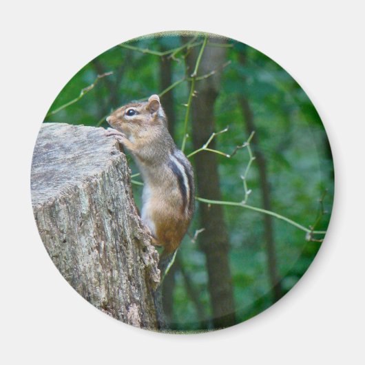 Aimant Chipmunk oriental sur Stump (Devant)