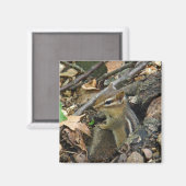 Aimant Chipmunk oriental - Tamias striatus (Recto/Verso)