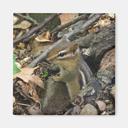 Aimant Chipmunk oriental - Tamias striatus (Devant)