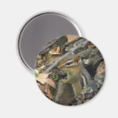 Aimant Chipmunk oriental - Tamias striatus (Recto/Verso)
