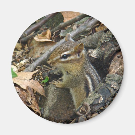 Aimant Chipmunk oriental - Tamias striatus (Devant)