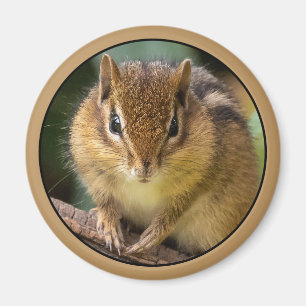 Aimant Chipmunk Stare