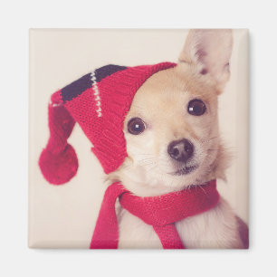 Aimant Chiwawa dans le casquette d'hiver