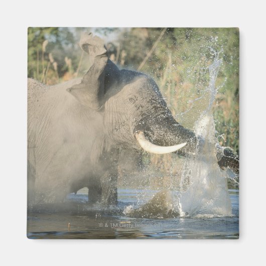 Aimant Chobe River, Botswana, Afrique (Devant)
