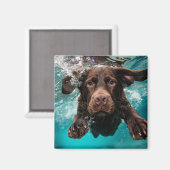 Aimant Chocolat Joueur Labrador nage sous l'eau (Recto/Verso)