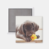 Aimant Chocolat Labrador Chiot Avec Canard De Jouet (Recto/Verso)